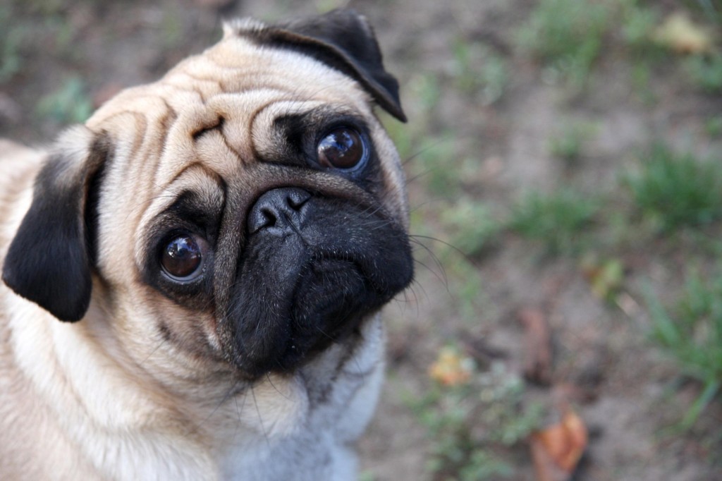 Pugs shot to instant fame in India after an advertisement campaign by a telecom company