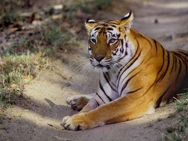 Since the bait is live, chances of trapping the errant tigress was literally impossible